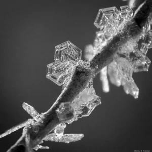 Ice-Crystals_Sagebrush_SEO