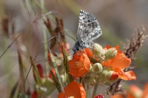 JENCOR1_Sagebrush_SEO