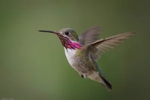 Male-Calliope-Hummingbird_Sagebrush_SEO