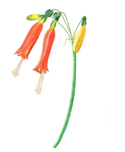 Print-1_Sagebrush_SEO