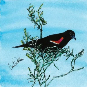 redwingblackbird-2_Sagebrush_SEO